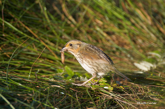 Saltmarsh sharp-tailed sparrow