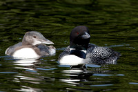 loon juvenile at two months, with parent