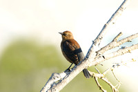 Rusty blackbird, female