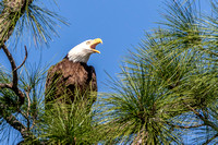 Bald Eagle screaming, N. Fort Myers 17Jan2015