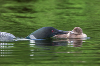 Loon feeds chick