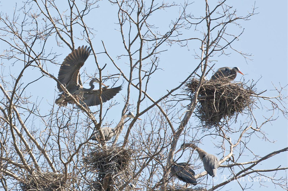 Four nests and five great blue herons