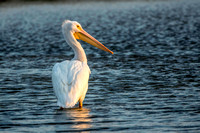 American White Pelican - Ding Darling NWR, January 10, 2015