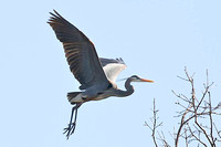 great blue heron approaches nest tree without twig