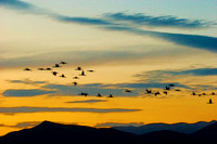 Sunset Crane Flight