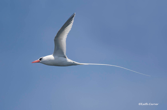 Red-billed tropicbird at Matinicus Rock