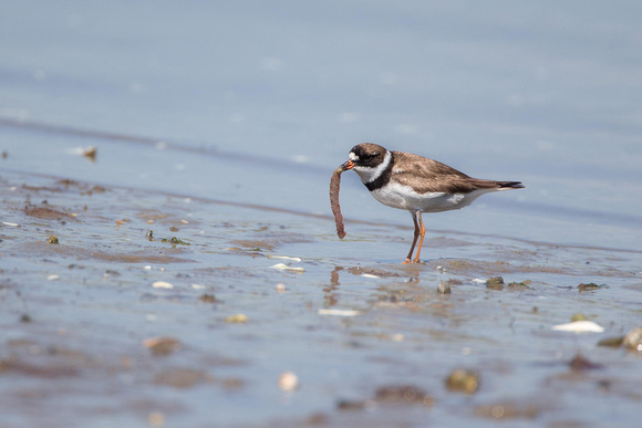 Semipalmated Plover with sea worm