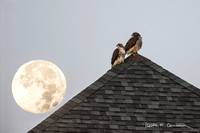 Red-tailed Hawks and Moonset