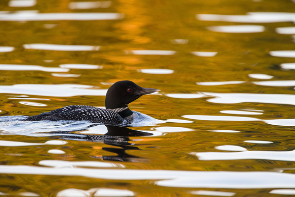 Loon on golden water