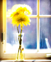Yellow-chrysanthemum-in-window
