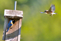 Eastern bluebirds (adult and juvenile)