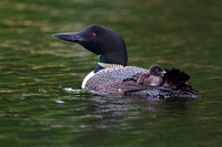 Loon with very young chick