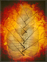 Eleven Bodhi leaves