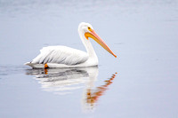 American White Pelican - Ding 11Jan2015