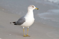 Ring-billed Gull, adult nonbreeding