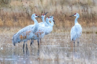 Five Sandhill cranes