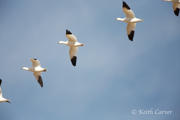 snow geese in formation
