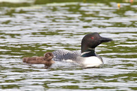 loon chick at two weeks