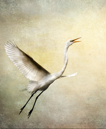 Great-Egret-landing-near-nest-textures-8.5x7