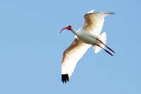 White Ibis, breeding plumage