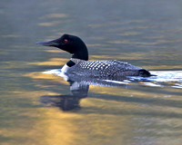 Adult common loon