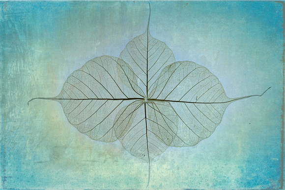 Four Bodhi leaves