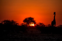A giraffe at sunset