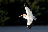 American White Pelican flight Ding 13Jan2015