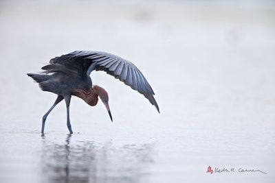 Keith Carver Photography: FAVORITE BIRDS &emdash; Reddish Egret hunting