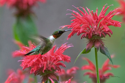 Keith Carver Photography: FAVORITE BIRDS &emdash; Ruby-throated Hummingbird, male