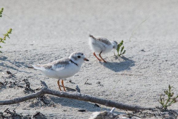 Piping Plover adult with chick