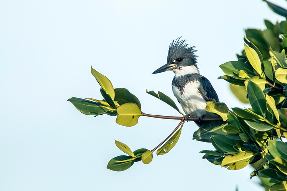 Belted Kingfisher front view -Ding 11Jan2015