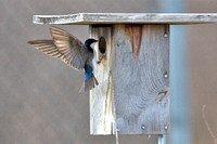 Tree swallow at nesting box