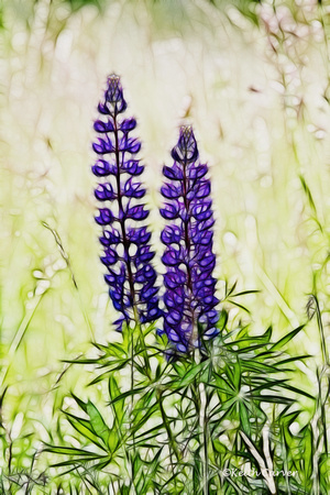 Two Lupines