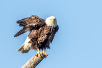 Bald Eagle "Harriet", N. Fort Myers 17Jan2015