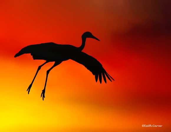 sunset crane