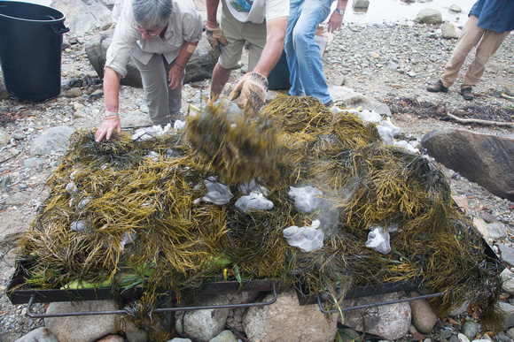 More seaweed...