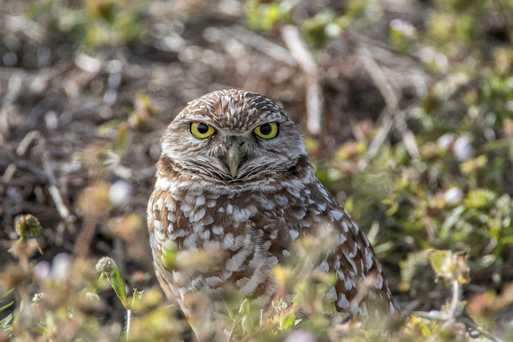 Burrowing Owl - Cape Coral 18Jan2015