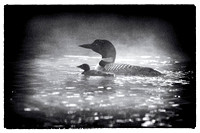 Loon and chick in the fog