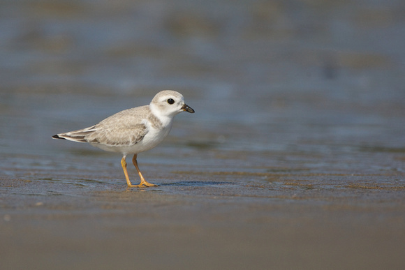 Piping Plover juvenile
