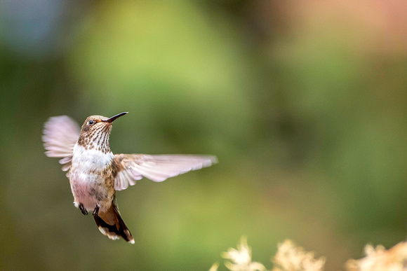 Scintillant Hummingbird female