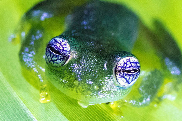 Ghost Glass Frog