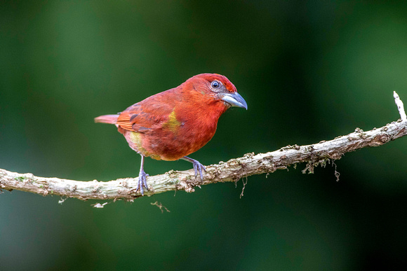 Hepatic Tanager, male
