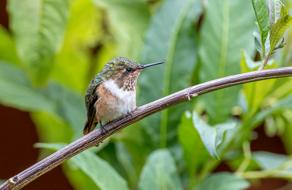 Scintillant Hummingbird, female