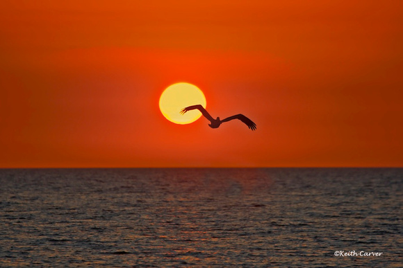 Sunset with Brown Pelican