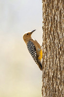 Gila Woodpecker, adult female