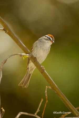 White-crowned Sparrow, 1st-winter