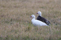 Snow Geese (white and blue morph)