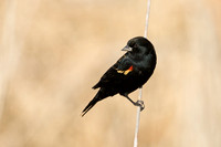 Red-winged blackbird adult male