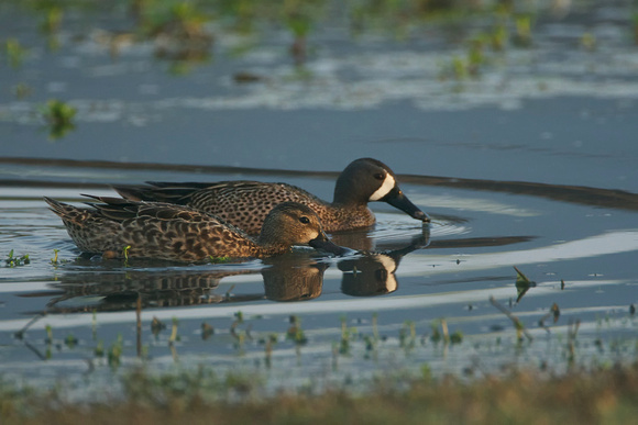 Blue-winged Teals